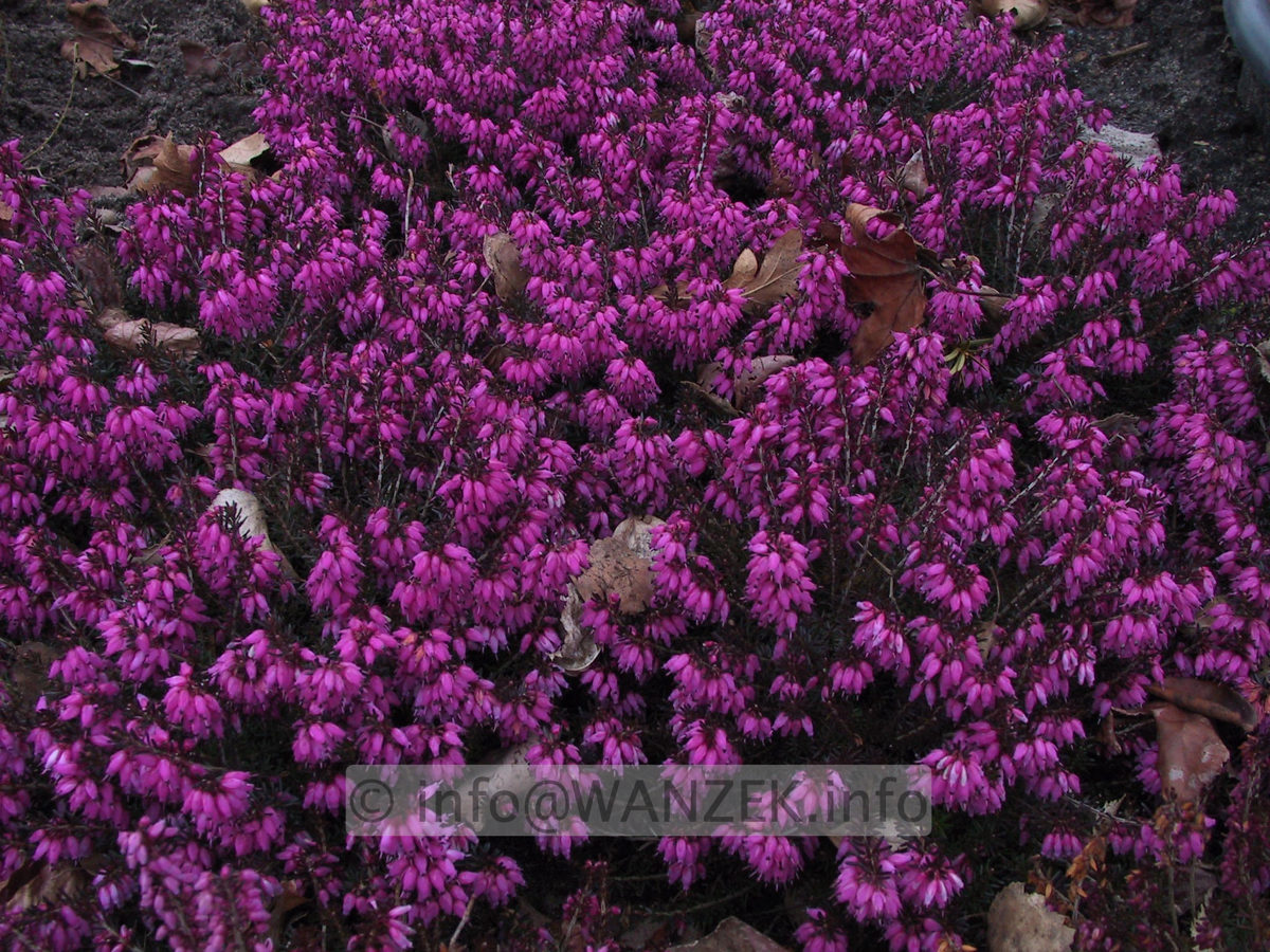 Erica carnea Rosantha1.JPG